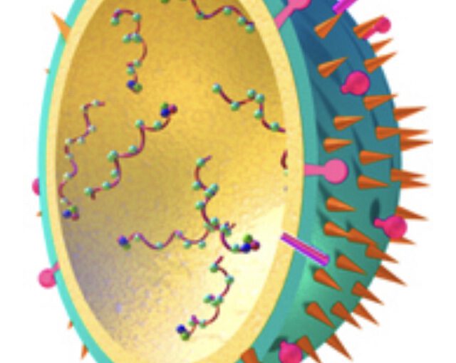 Die mRNA-Booster-Immunisierung ruft eine starke neutralisierende Serumaktivität gegen die SARS-CoV-2-Omicron-Variante hervor